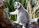 動物図鑑・ワオキツネザルの写真 24